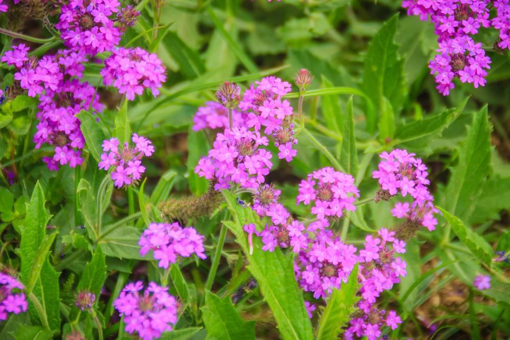 Ma Bian Cao (Verbena leaves) plant