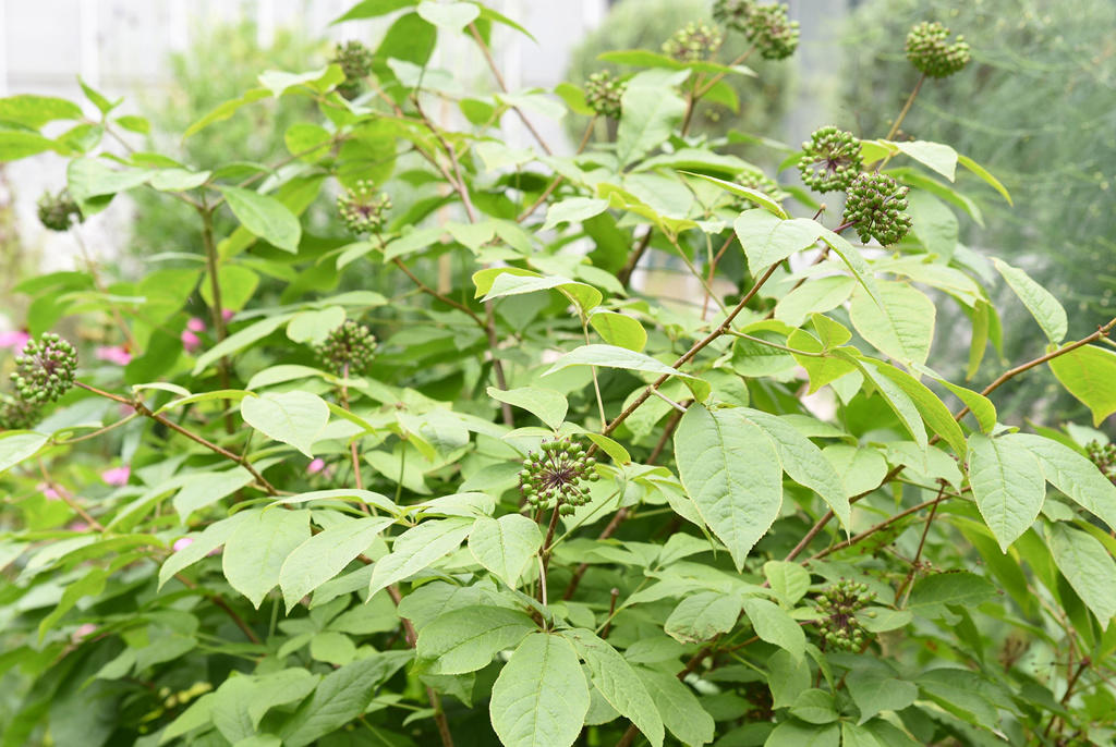 Ci Wu Jia (Eleuthero root) plant