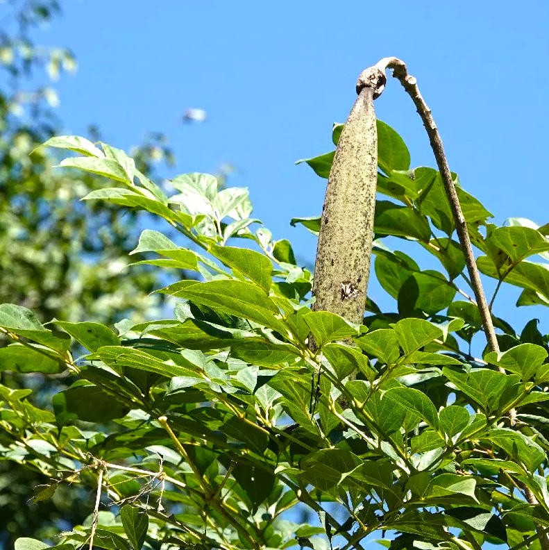 Mu Hu Die (Indian trumpet flower seed) plant