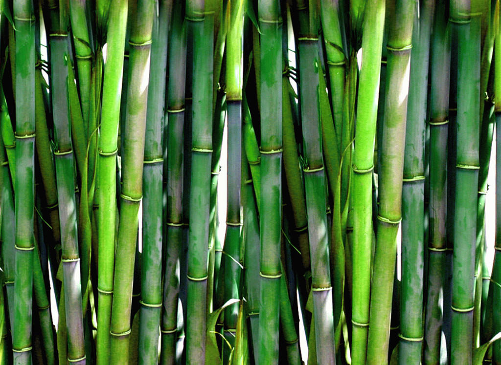 Zhu Ru (Bamboo shavings) plant