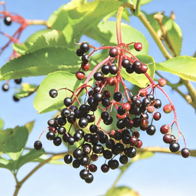 Jie Gu Mu (Elder twig) plant