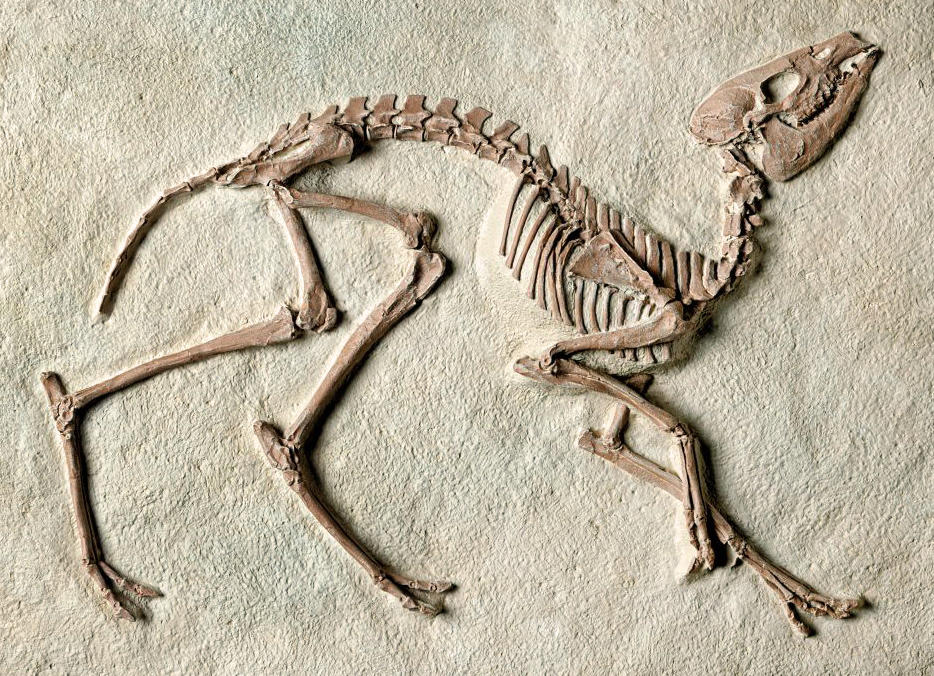 Long Gu (Dragon bones) plant