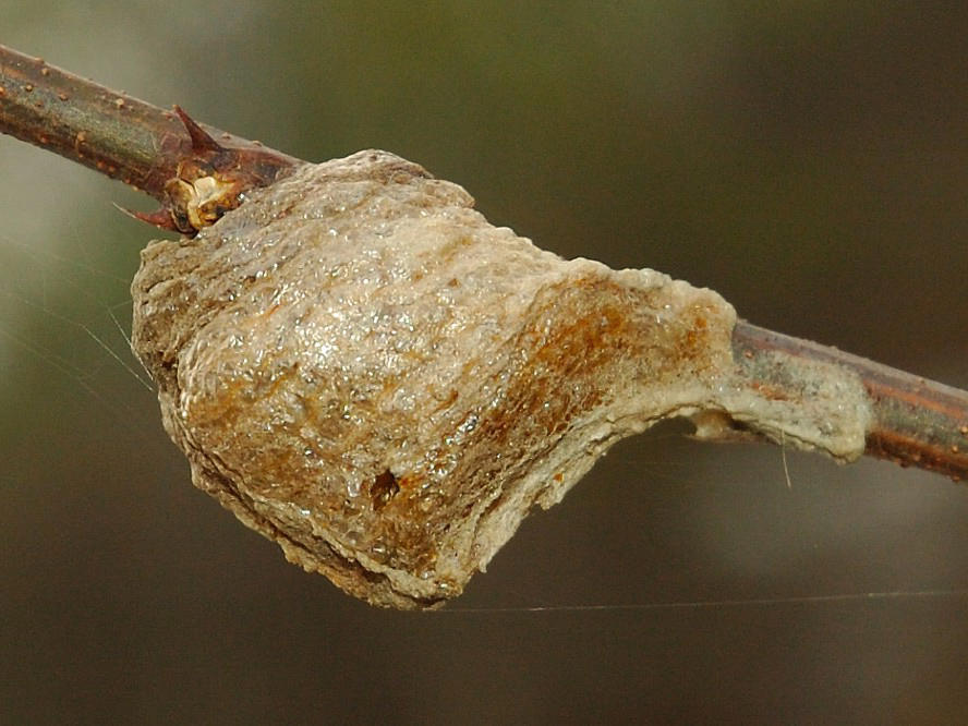 Sang Piao Shao (Praying Mantis Egg-Cases) plant