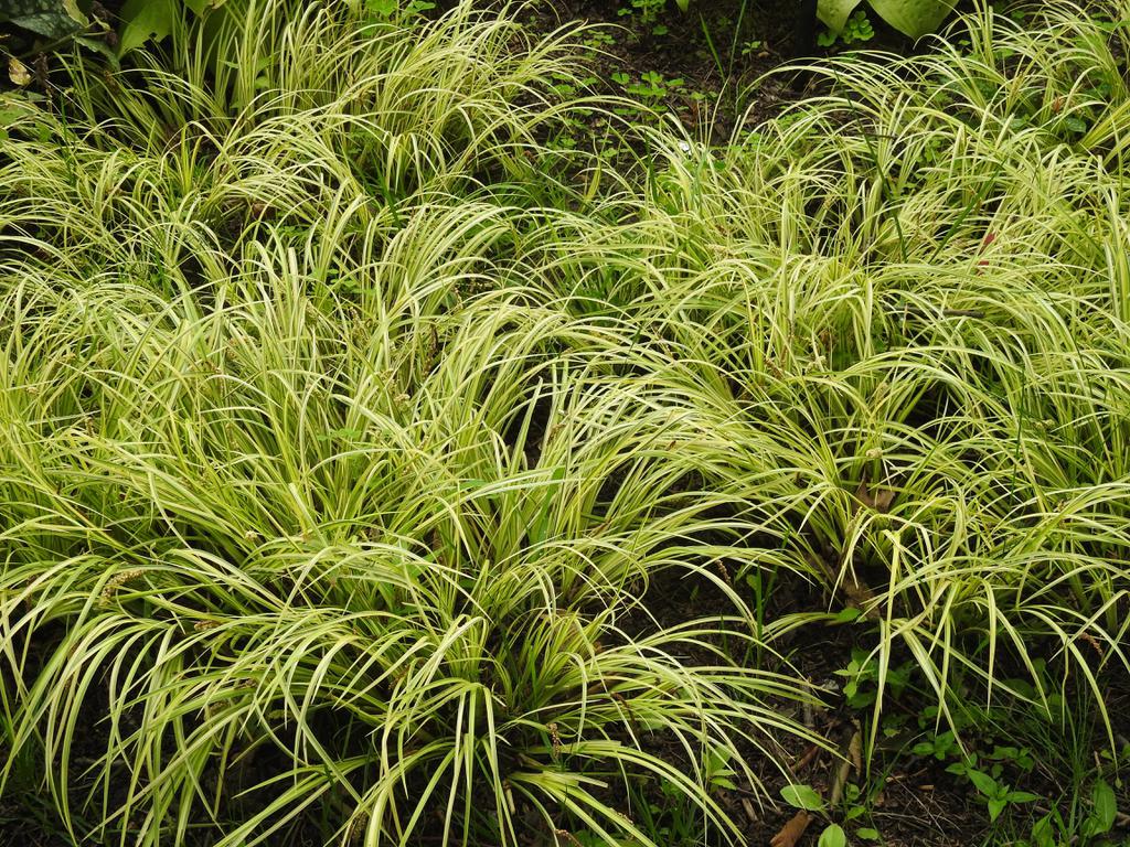 Shi Chang Pu (Sweetflag rhizomes) plant