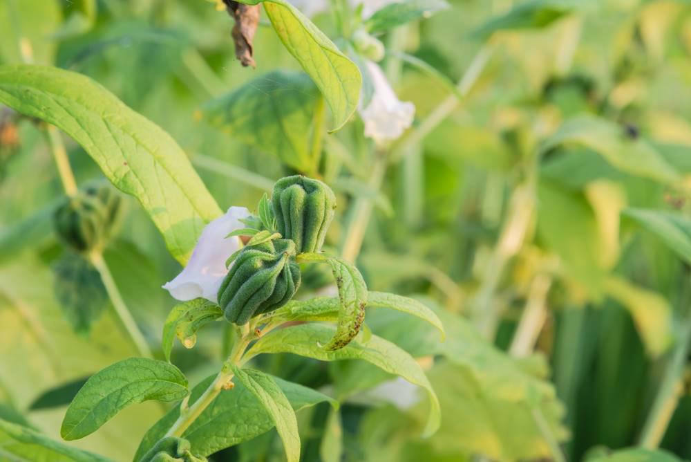 Hei Zhi Ma (Black sesame seeds) plant