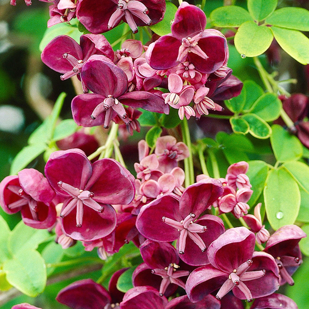 Mu Tong (Akebia stems) plant