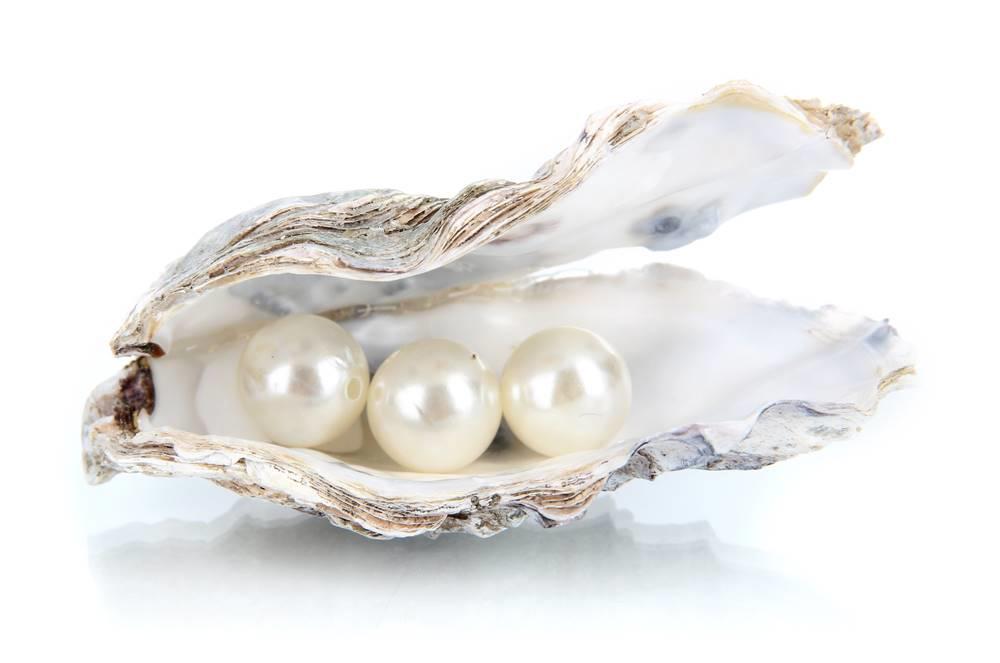 Zhen Zhu (Pearl) plant