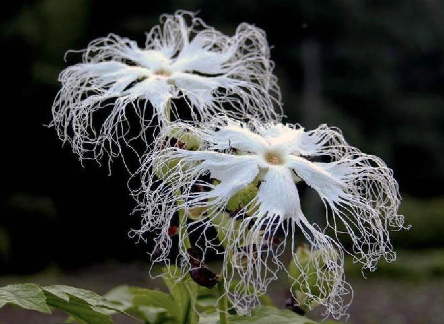 Tian Hua Fen (Snake gourd roots) plant