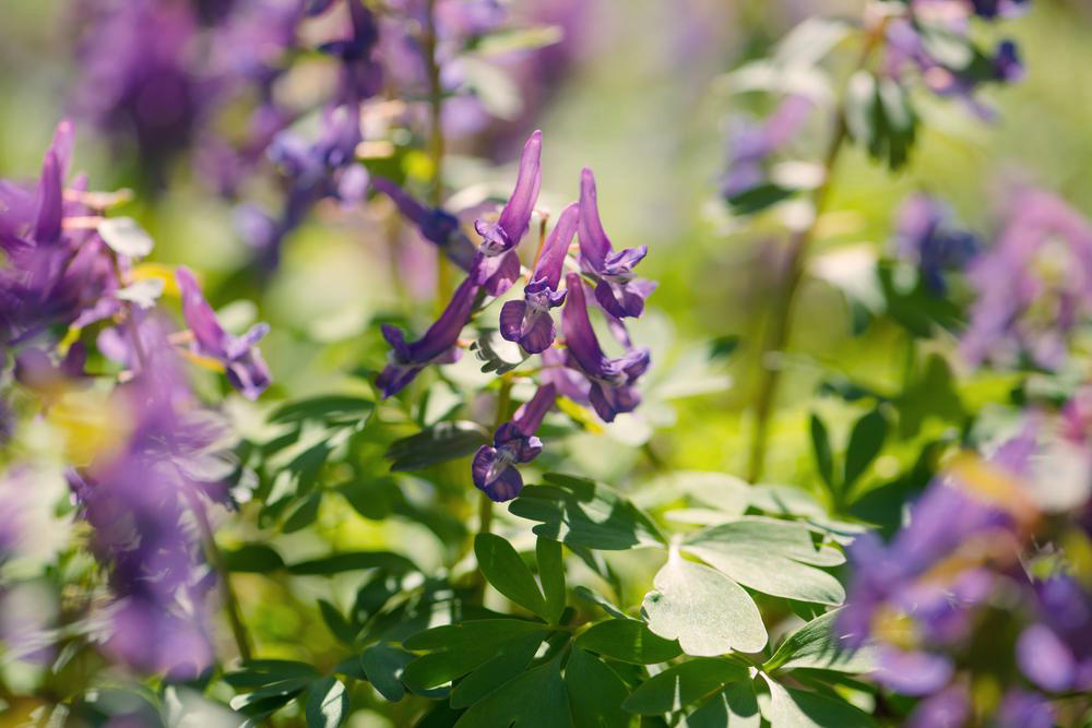 Yan Hu Suo (Corydalis tubers) plant