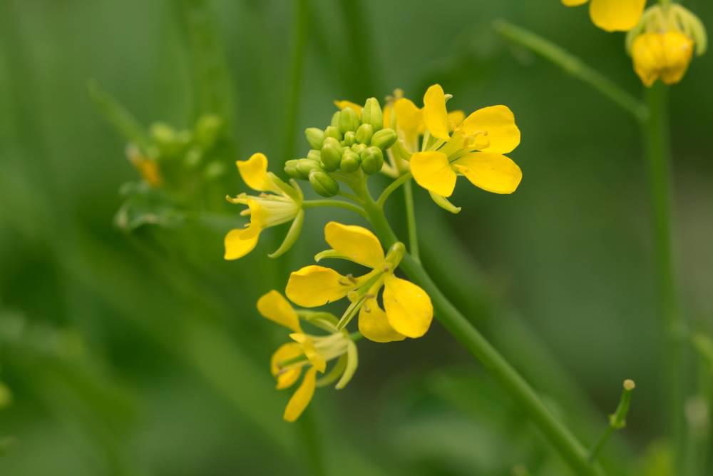 Huang Jie Zi (Indian Mustard Seed) plant
