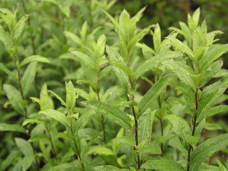 Cang Zhu (Black atractylodes rhizomes) plant