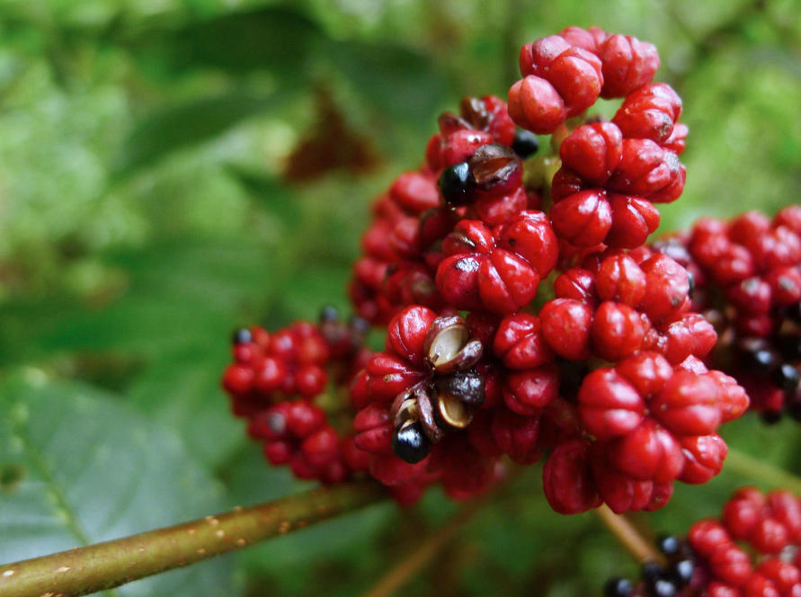Wu Zhu Yu (Evodia fruits) plant
