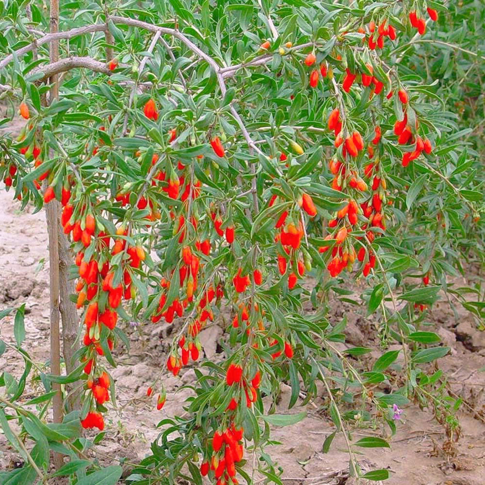 Di Gu Pi (Goji tree root bark) plant