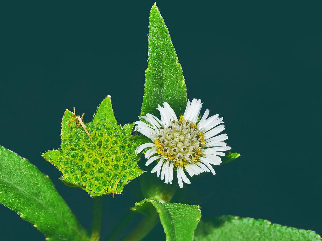 Mo han lian (Eclipta herbs) plant