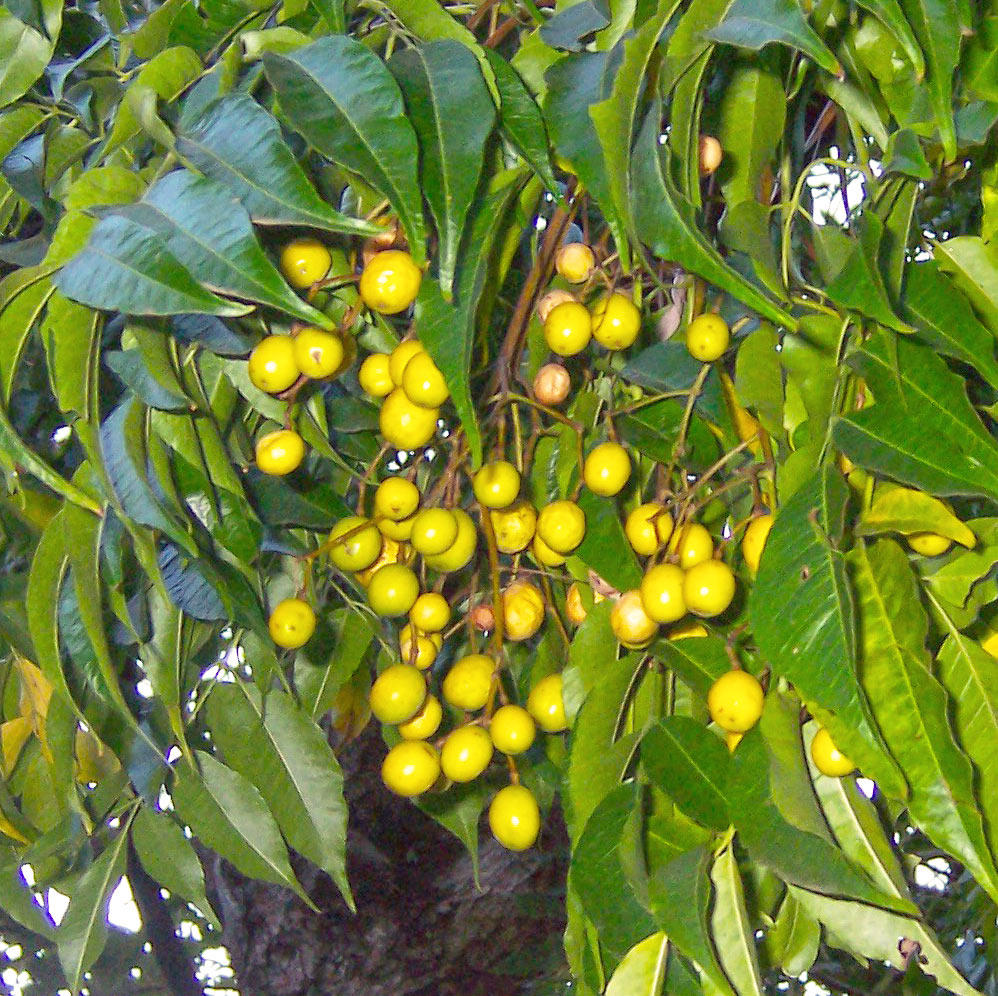 Chuan Lian Zi (Sichuan chinaberries) plant