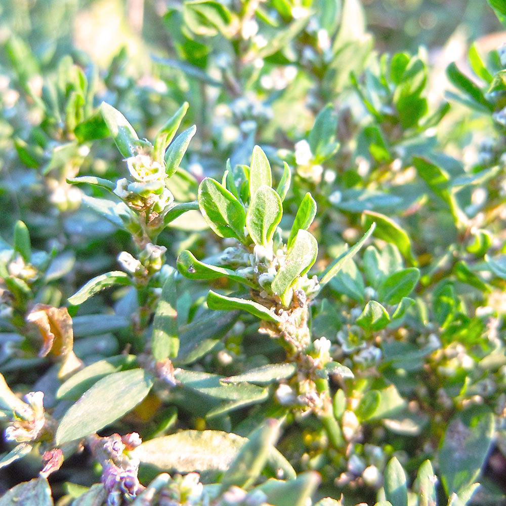 Bian Xu (Knotgrass) plant