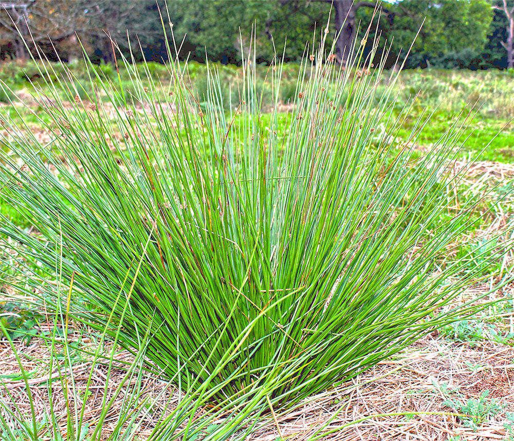Deng Xin Cao (Common rush) plant