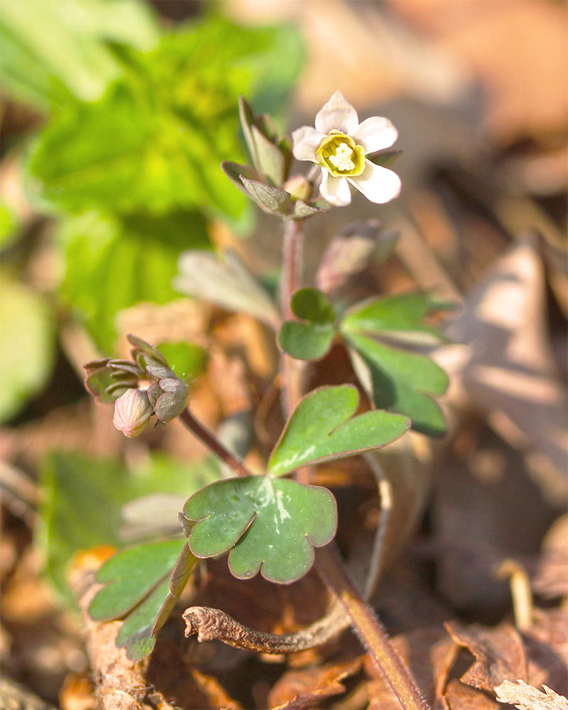Tian Kui Zi (Semiaquilegia root tubers) plant