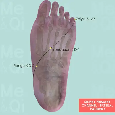 Kidney Primary Channel  pathway