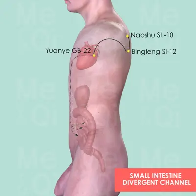 Small Intestine Divergent Channel pathway
