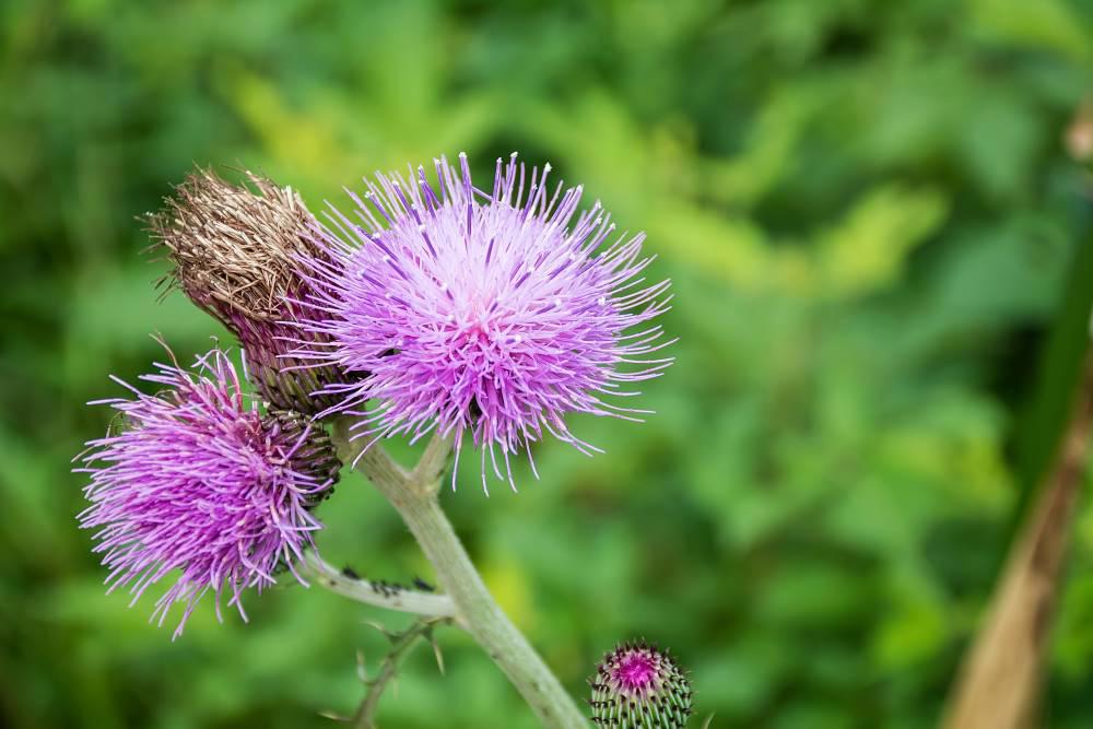 Da Ji (Japanese thistle) plant