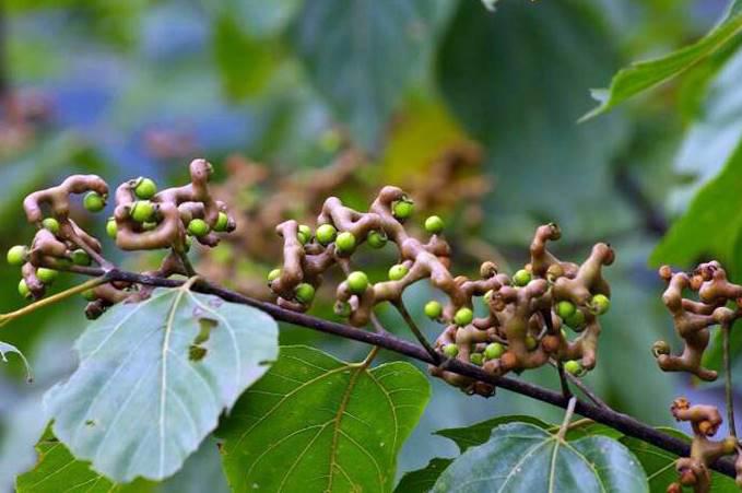 Zhi Ju Zi (Oriental Raisin Tree Fruit) plant
