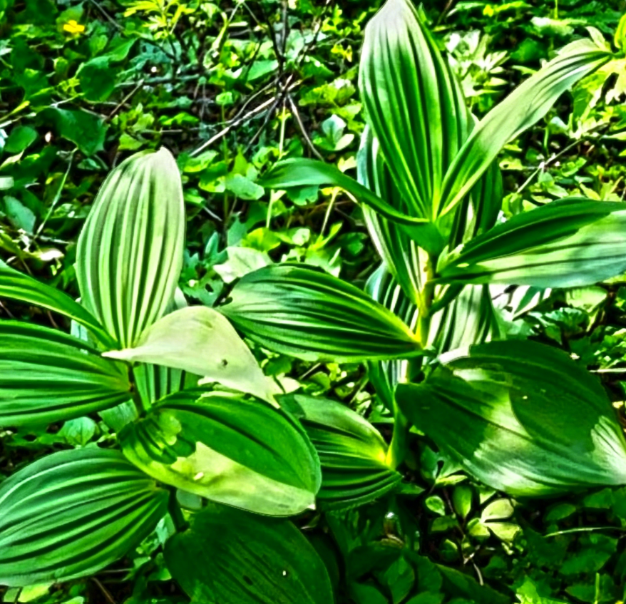 Li Lu (False Hellebore root) plant
