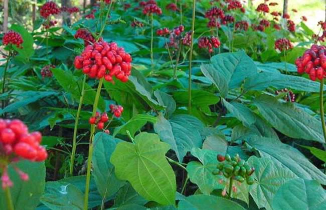 Xi Yang Shen (American ginseng) plant
