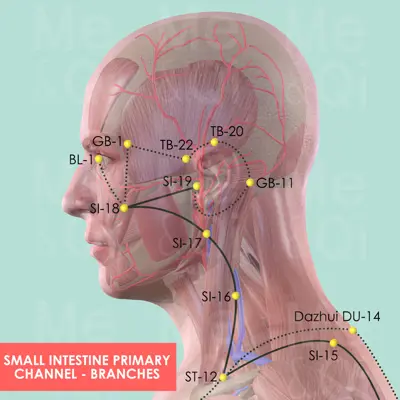 Small Intestine Primary Channel pathway