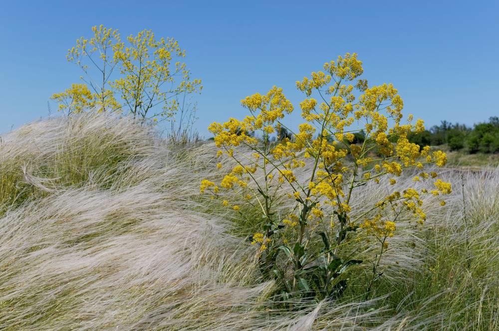 Ban Lan Gen (Woad roots) plant