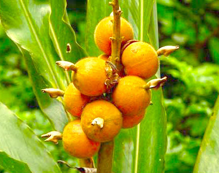Bai Dou Kou (Cardamon fruits) plant
