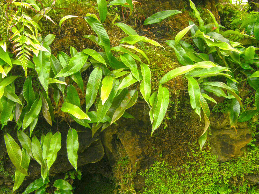 Shi Wei (Pyrrosia leaves) plant