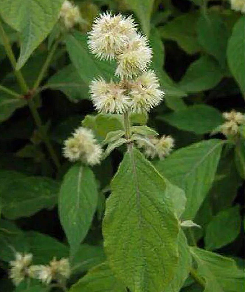 Chuan Niu Xi (Cyathula roots) plant