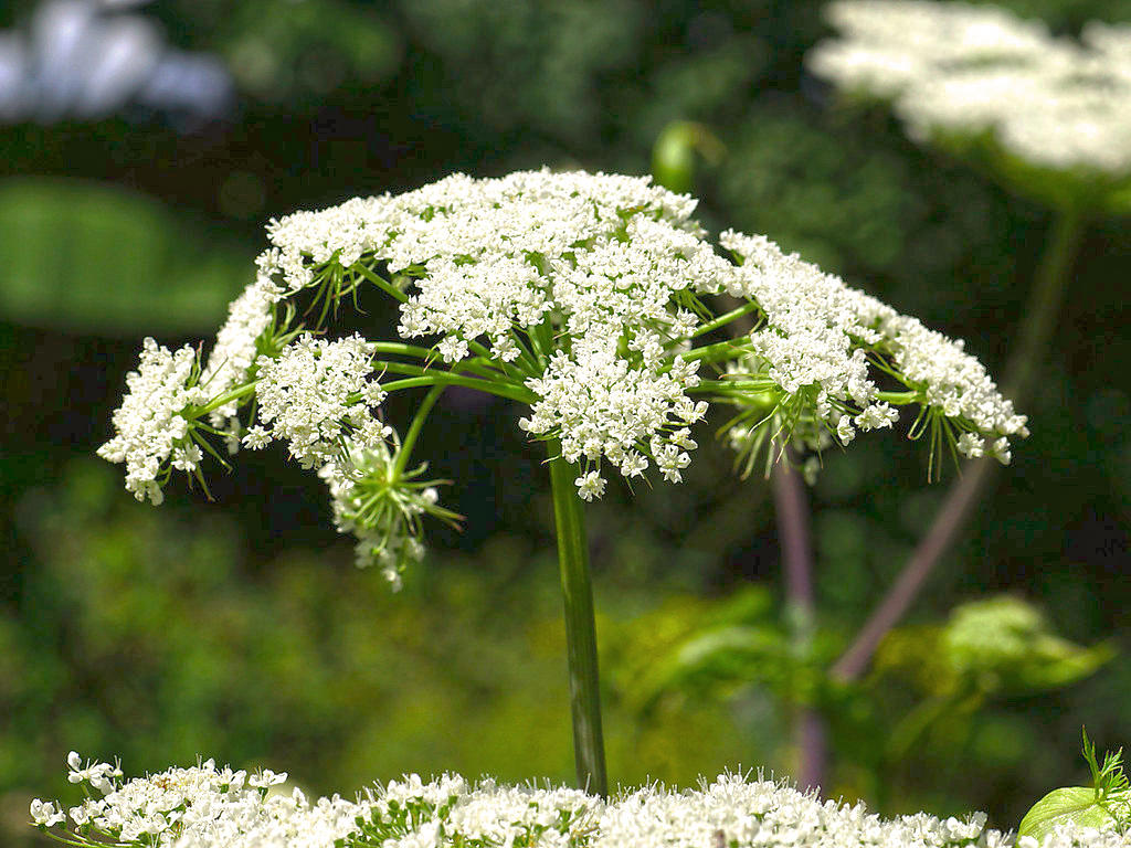 Gao Ben (Chinese lovage roots) plant
