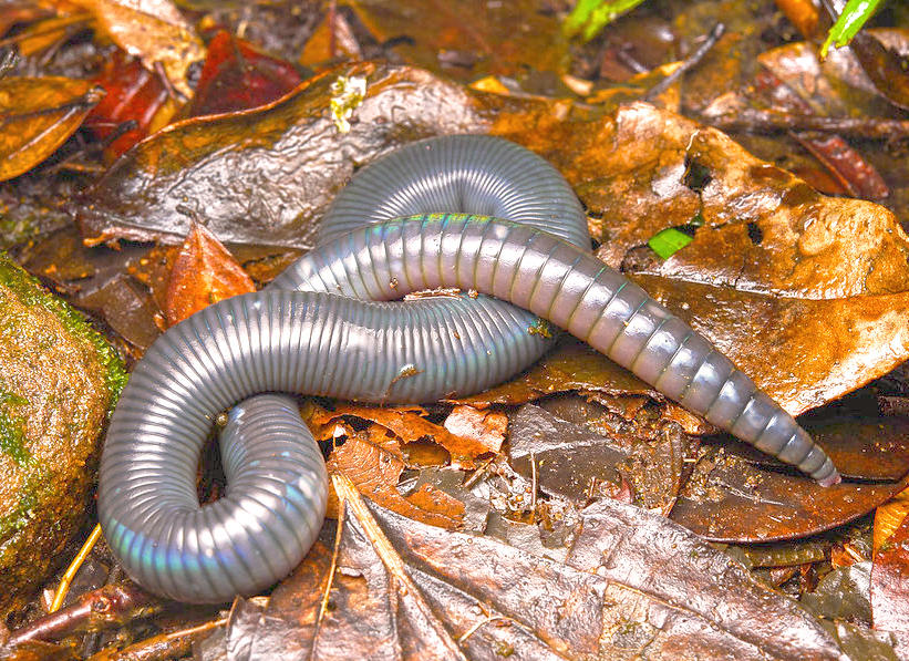 Di Long (Earthworms) plant