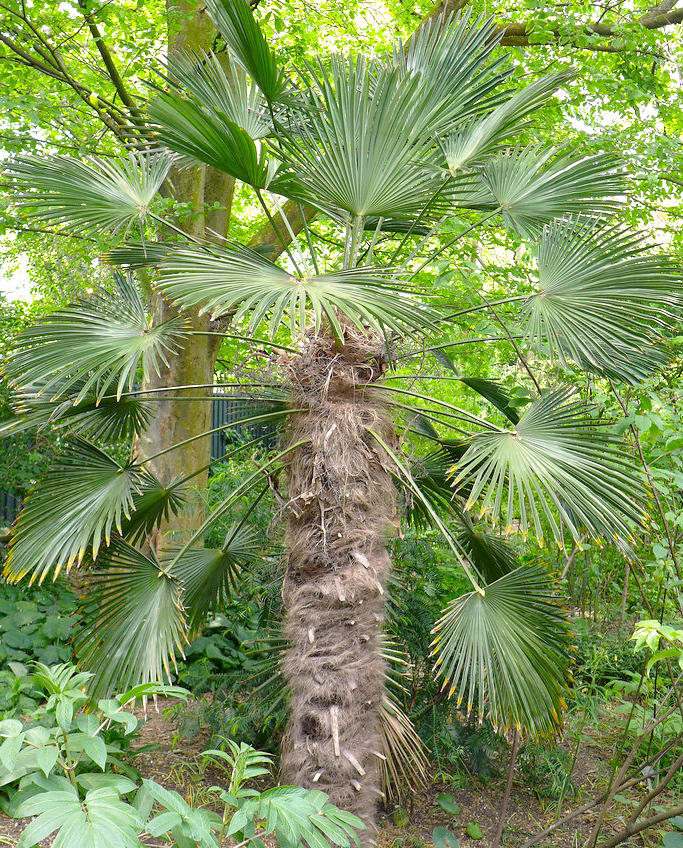 Zong Lu (Windmill palm bark) plant
