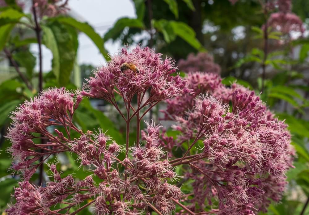 Pei Lan (Eupatorium herbs) plant
