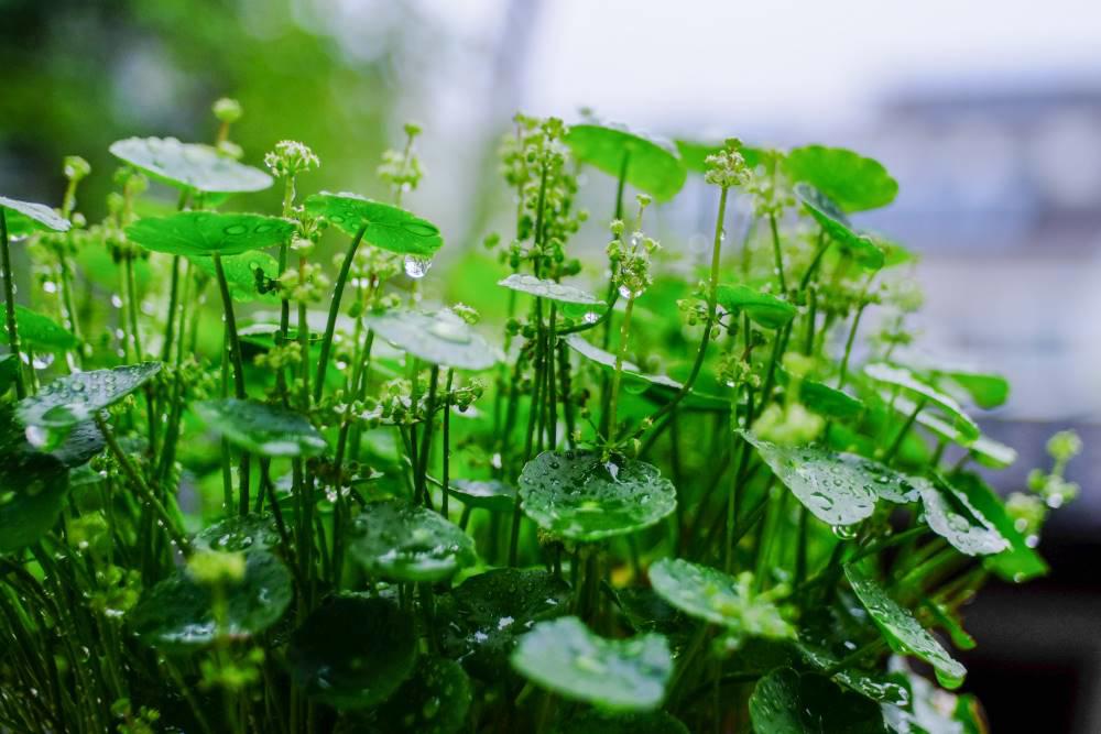 Jin Qian Cao (Gold coin herb) plant