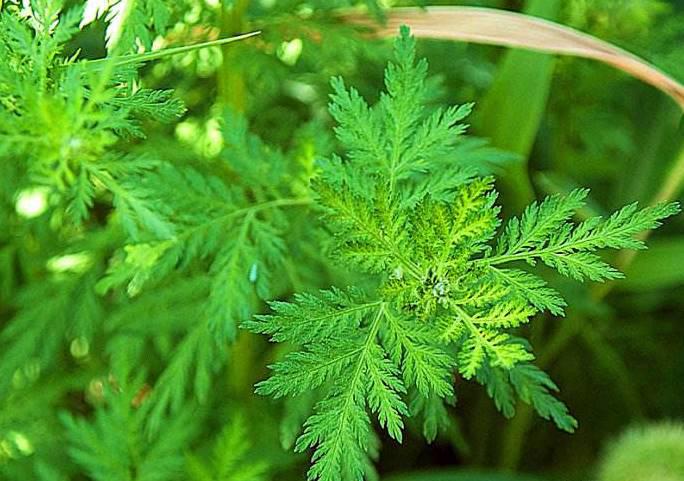 Qing Hao (Sweet wormwood herbs) plant