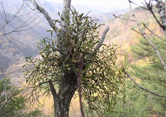 Sang Ji Sheng (Mulberry Mistletoe) plant