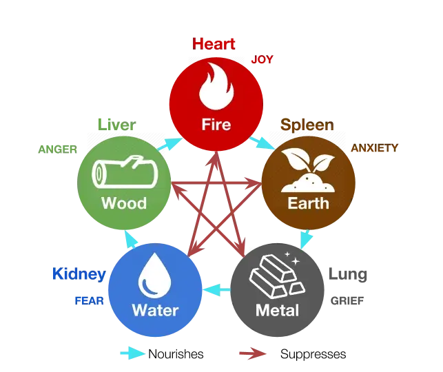The Five Phases in TCM with Zang-Fu organs and emotions
