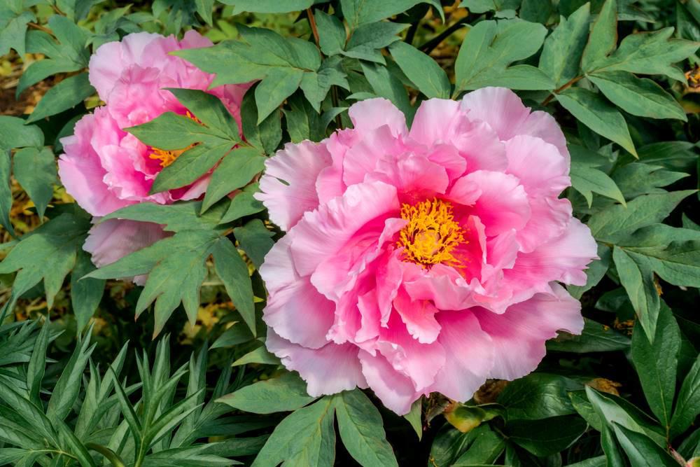 Mu Dan Pi (Mudan peony bark) plant