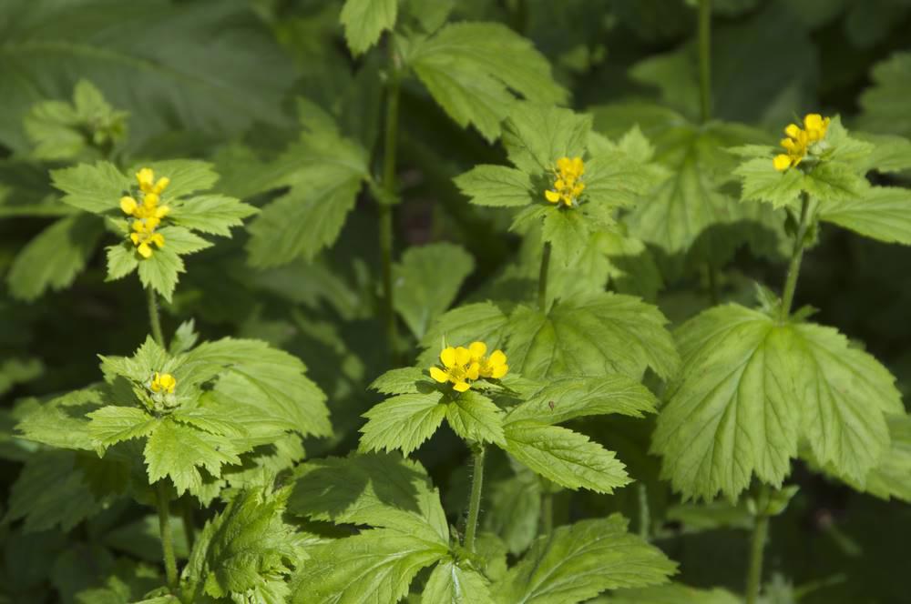 Da Qing Ye (Woad leaves) plant