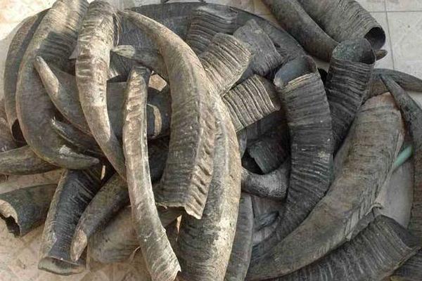 Shui Niu Jiao (Water buffalo horns) plant