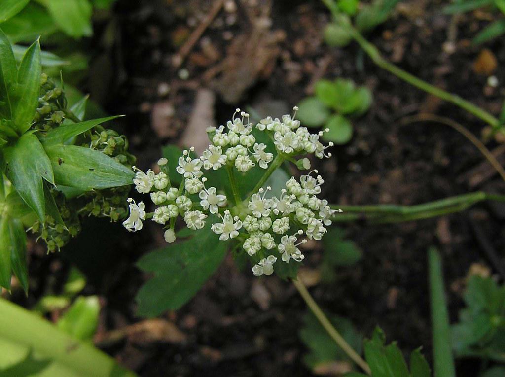 Qian Hu (Hogfennel roots) plant