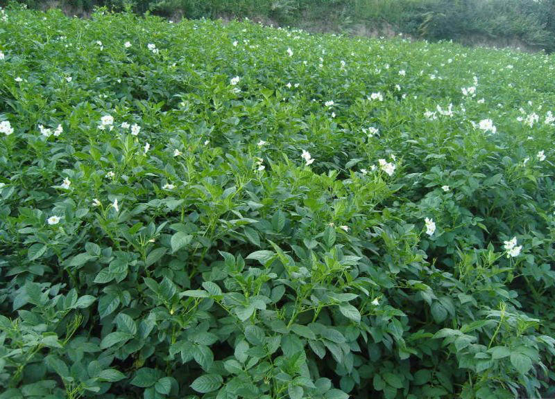 Qing Dai (Natural indigo) plant