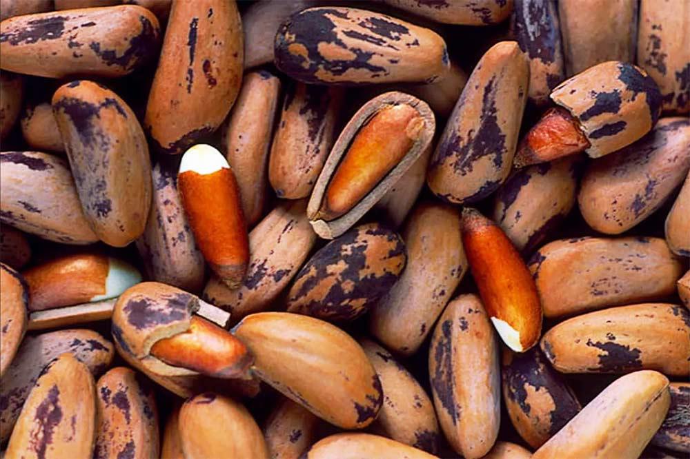 Song Zi Ren (Pine nuts) plant