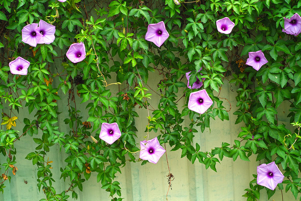 Qian Niu Zi (Morning glory seeds) plant