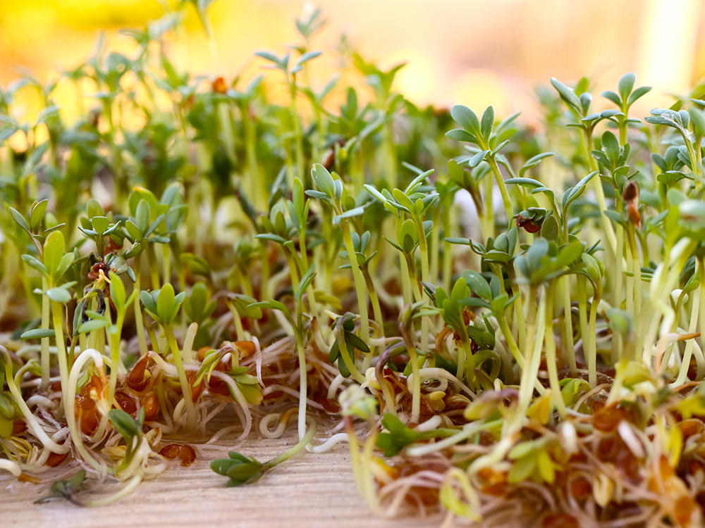 Ting Li Zi (Lepidium seeds) plant