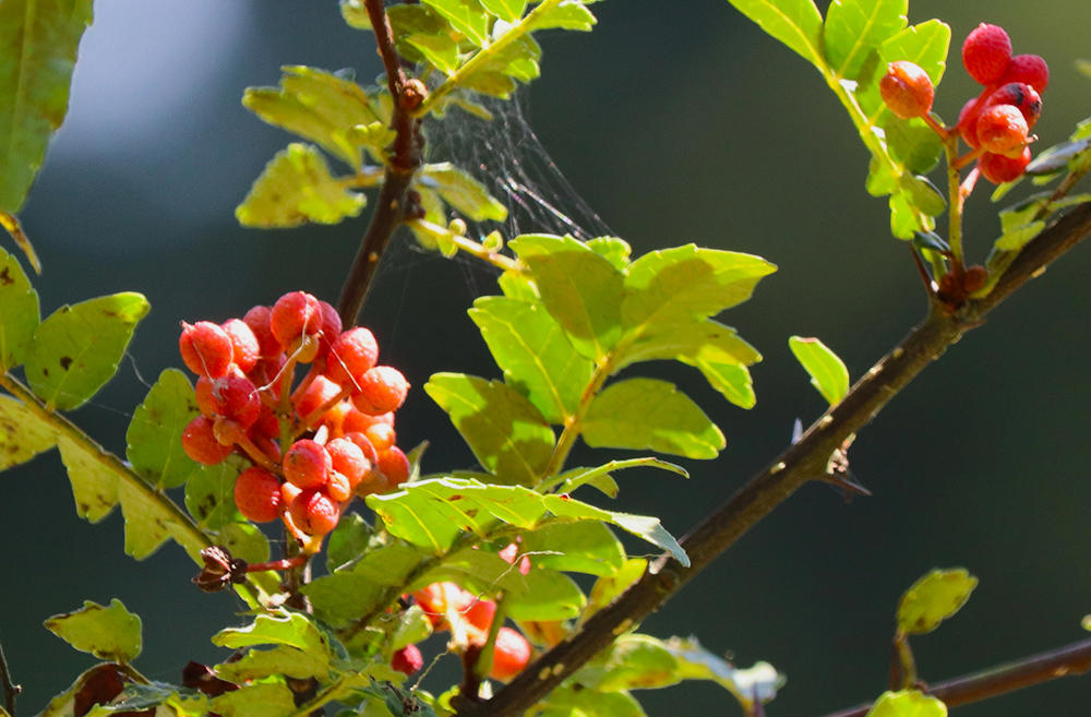 Jiao Mu (Pricklyash Seeds) plant